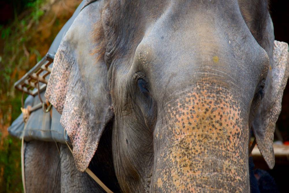 Carmelagiri Elephant Park